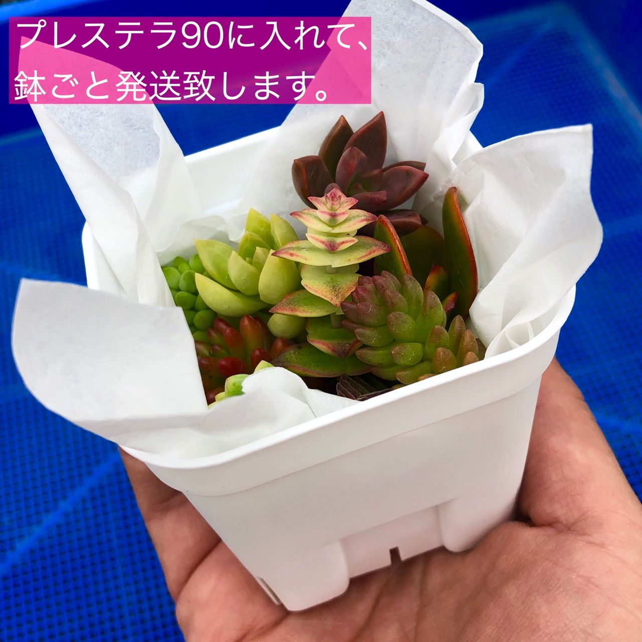 次回発送17日(月)です】多肉植物 カット苗 15品種【1週間限定 16日迄