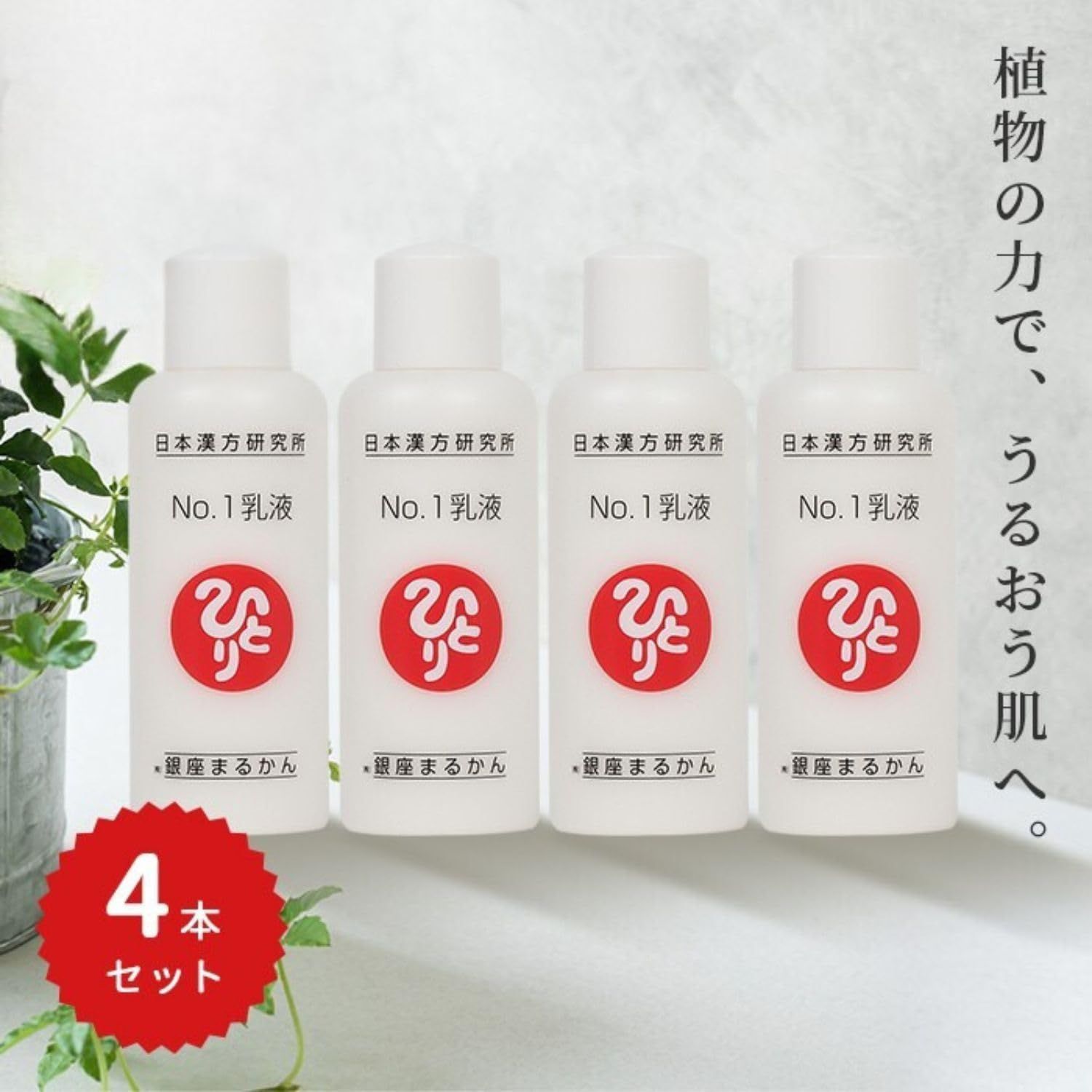 長*太様 斑入りモンステラホワイトタイガー52cm 大型葉 極美株