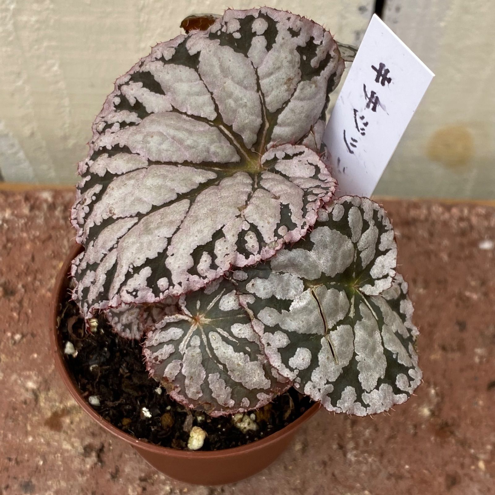 レックスベゴニア 8種セット - メルカリ