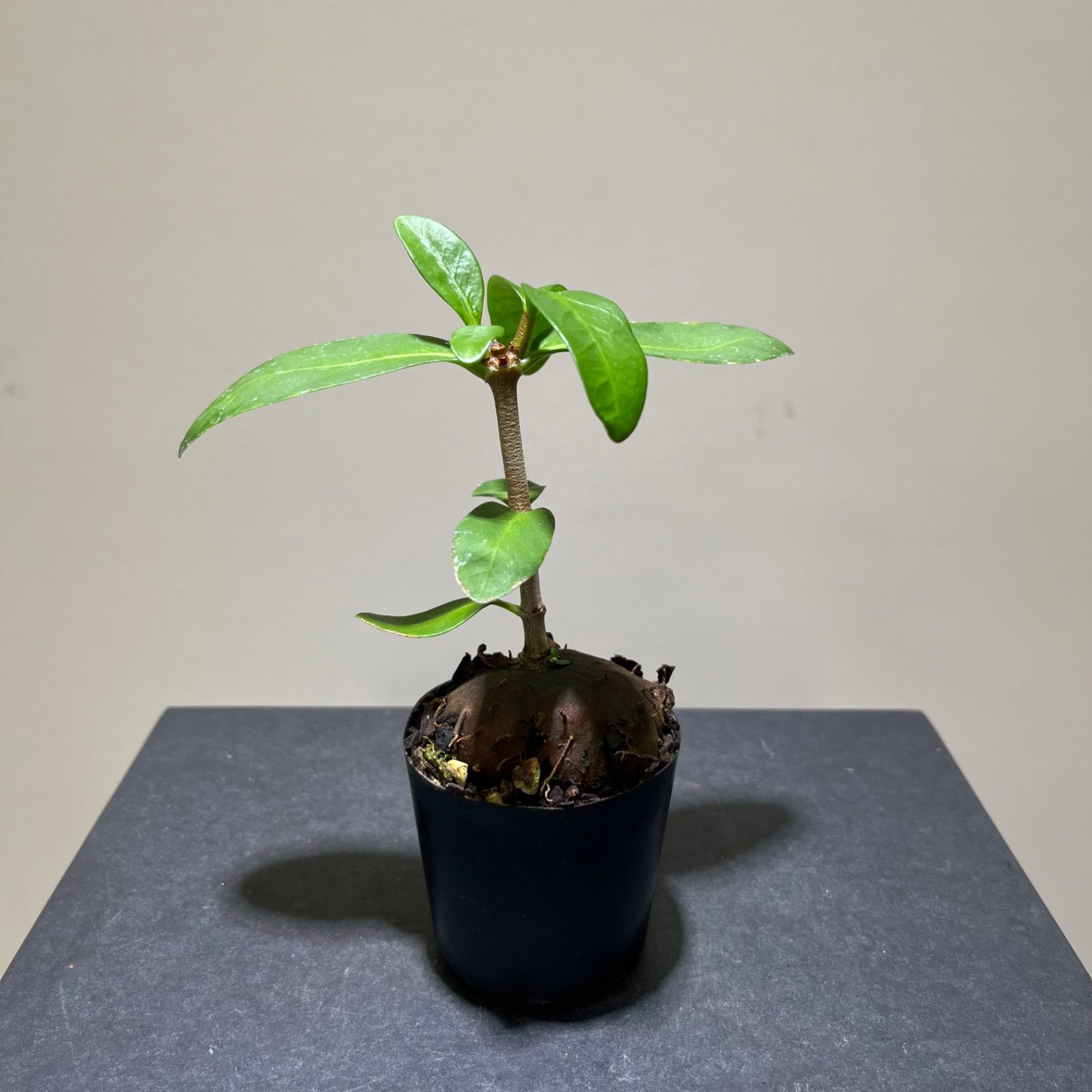 特大ヒドノフィツム・フォルミカルム ヒドノフィツム・フォルミカルム(HYdonophytum formicarum