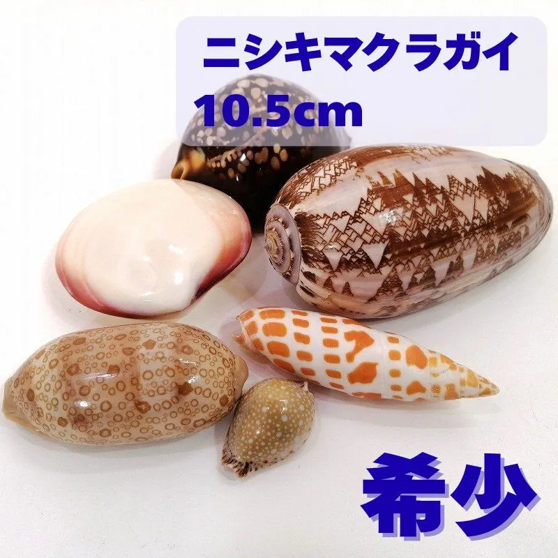 ニューカレドニア産八丈ダカラ 2025年最新】ハチジョウダカラの人気アイテム - メルカリ