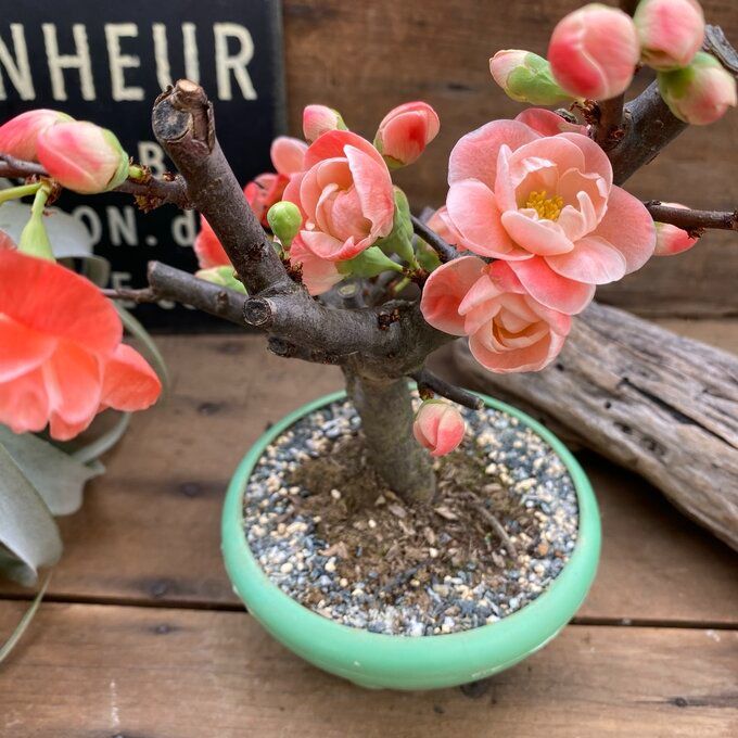 ポットごと　祝い桜♡ボケ♡観葉植物♡イワイザクラ♡可愛い