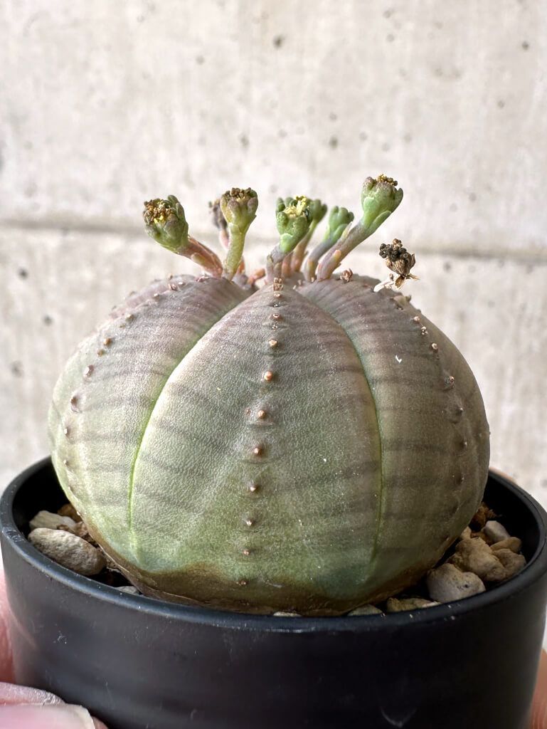 snk　オベサ 現品限り】ユーフォルビア・オベサ【Z3】 Euphorbia obesa【植物