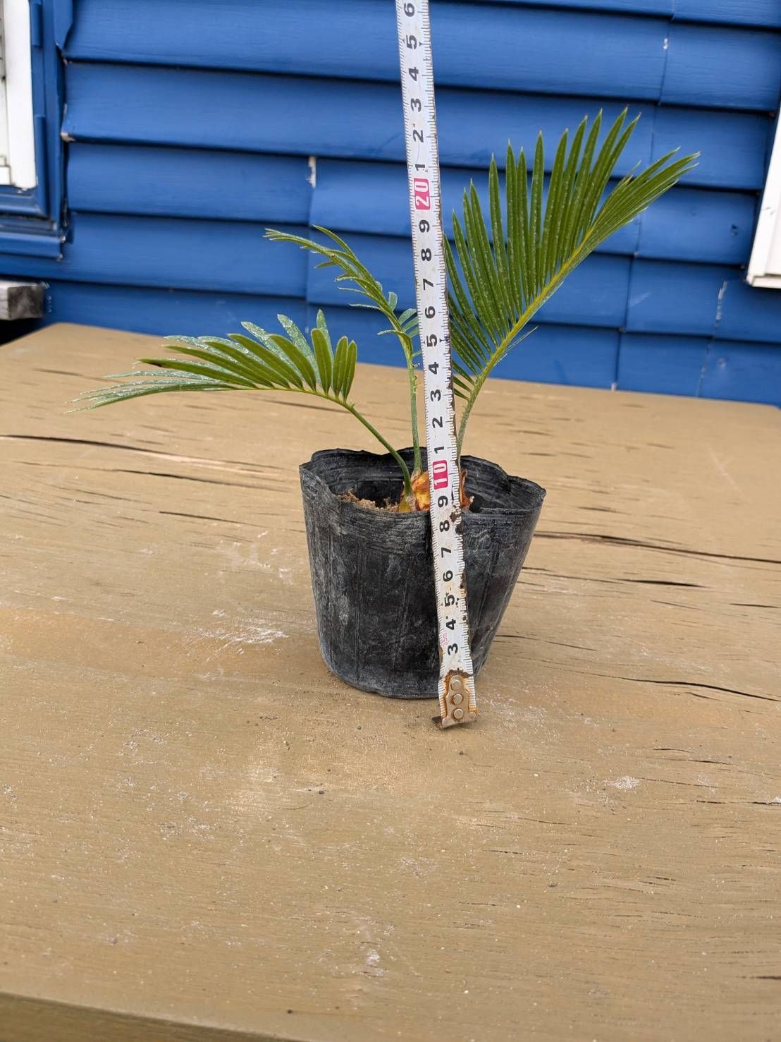 抜き苗発送】実生苗 ソテツ 蘇鉄 Cycas revoluta 2025-5-23-cr5 - メルカリ