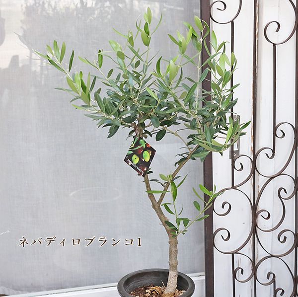 オリーブの木【SOUJU】ネバディロブランコ ミッション7寸オリーミー品質抜群 オリーブの木【SOUJU】ネバディロブランコ ミッション7寸オリーミー