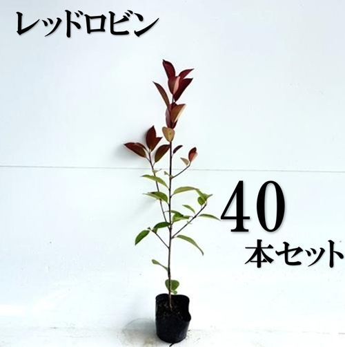 40本セット レッドロビン樹高0.3m前後10.5cmポット