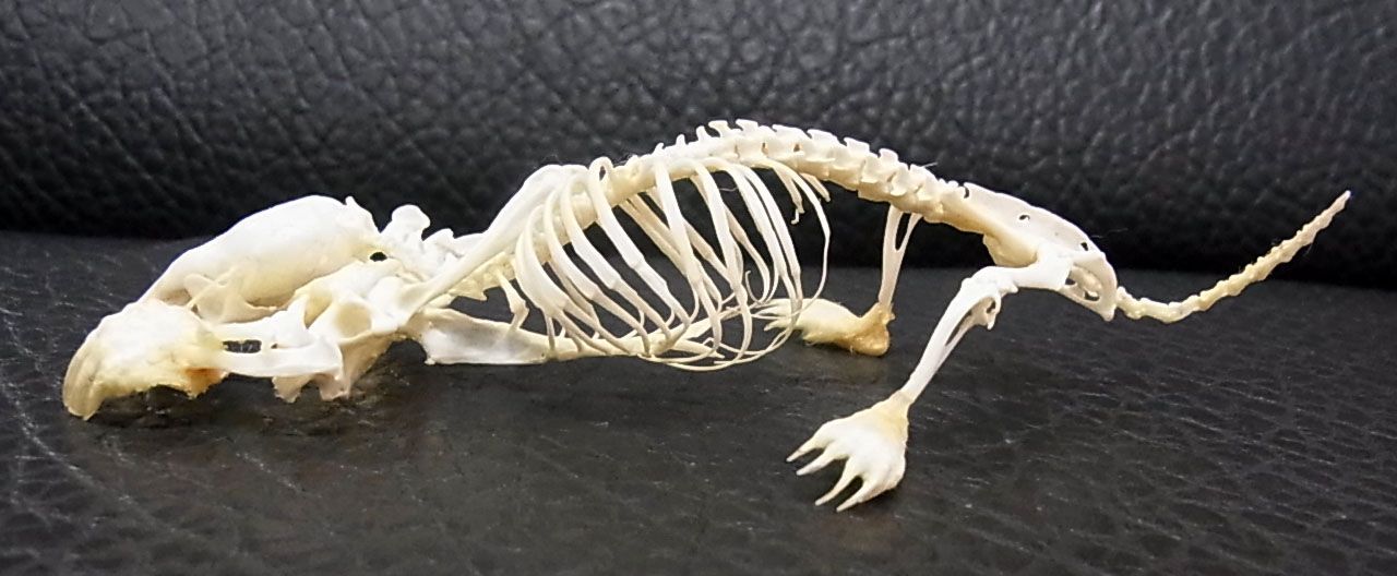 高品質 ヨーロッパモグラ(Northern Mole)全身骨格標本 - メルカリ 高品質 ヨーロッパモグラ(Northern Mole)全身骨格標本 - メルカリ