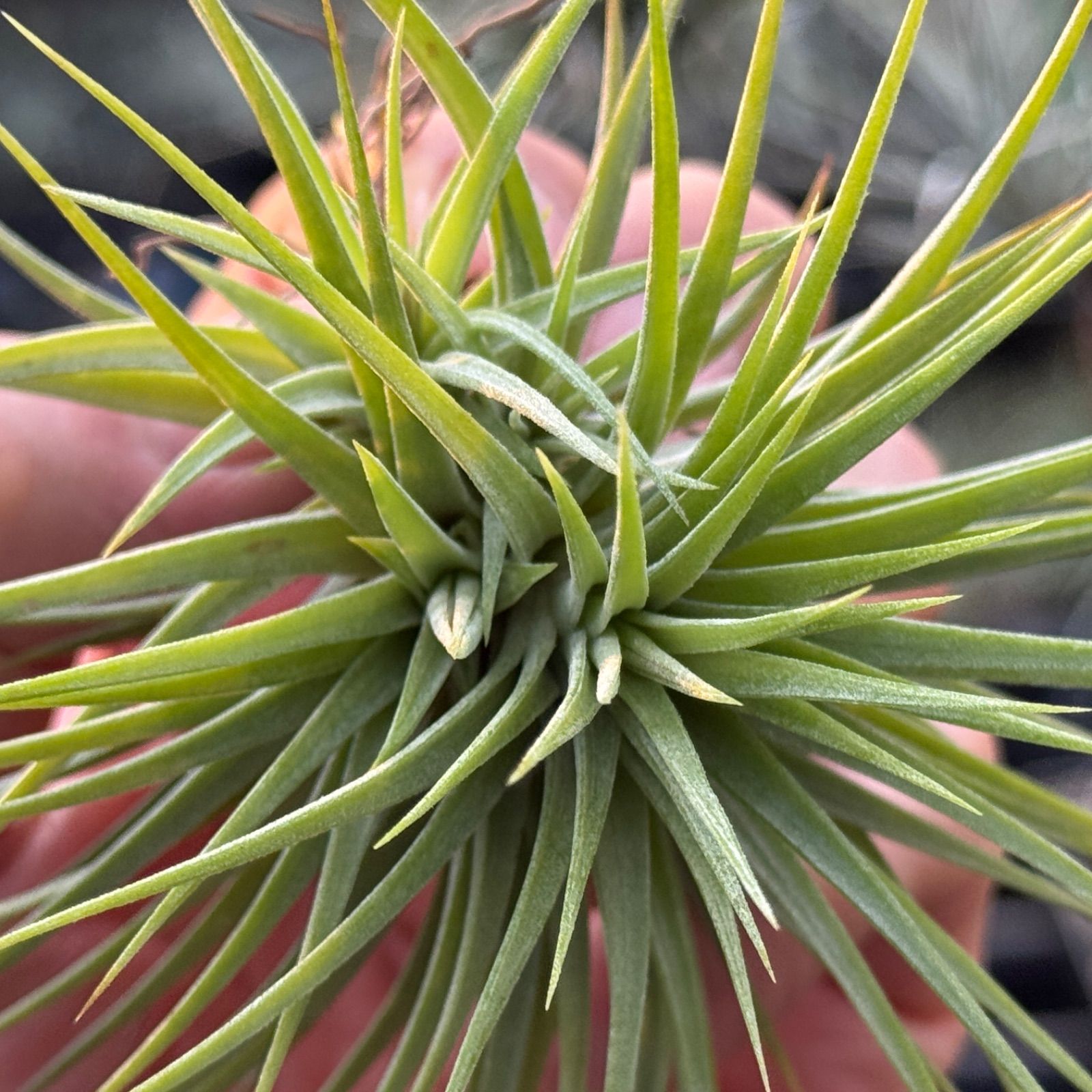 チランジア Fat Boy 特大＊チランジア イオナンタ ファットボーイ Tillandsia ionantha Fat