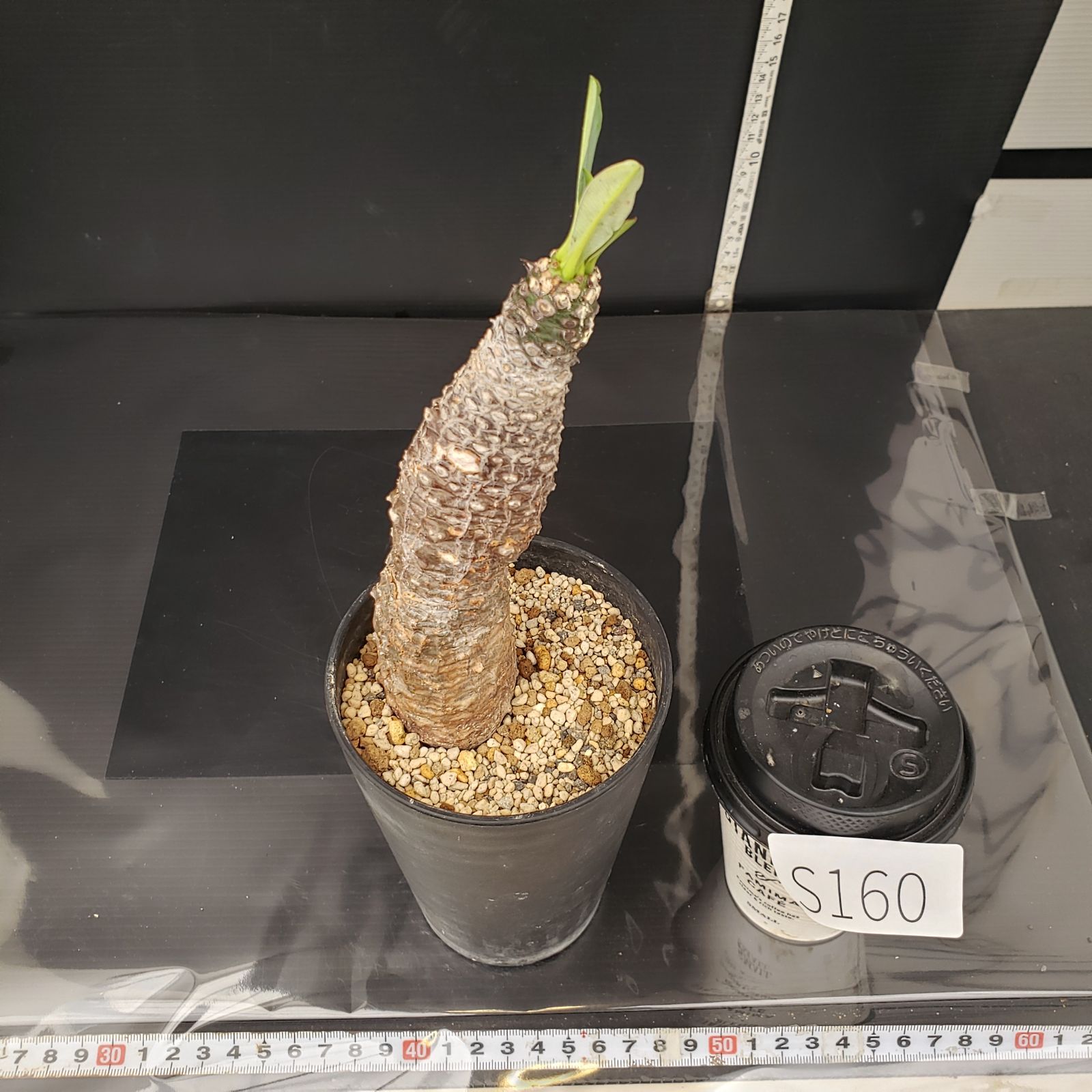 ユーフォルビア・パキポディオイデス 発根済み鉢付き 現地株