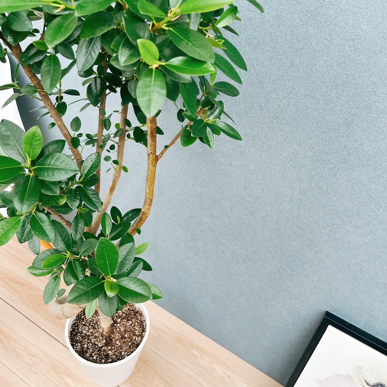 現品］5番 フランスゴムノキ 曲がり 8号 観葉植物 室内 大型 おしゃれ