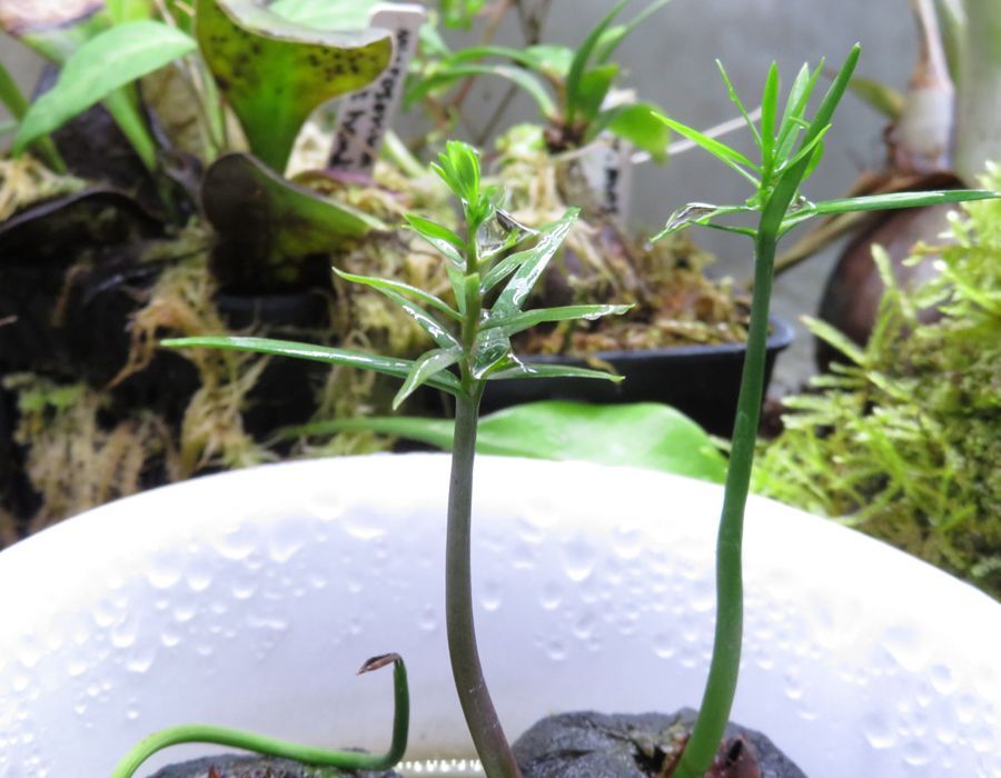 ニューカレドニアの超珍種植物 Retrophyllum minus 1株 - メルカリ