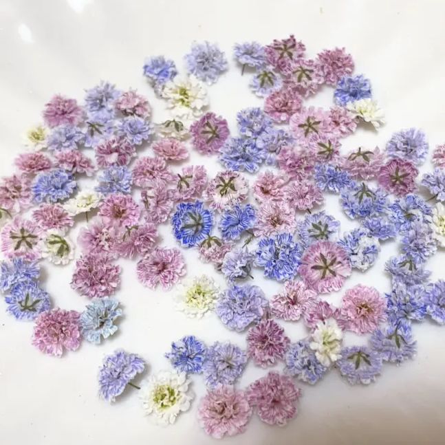 moca⭐︎おまとめ割あり❄極小かすみ草❄ドライフラワー 楽天市場】【ドライ】m flowers/かすみ草 ドライ パープル
