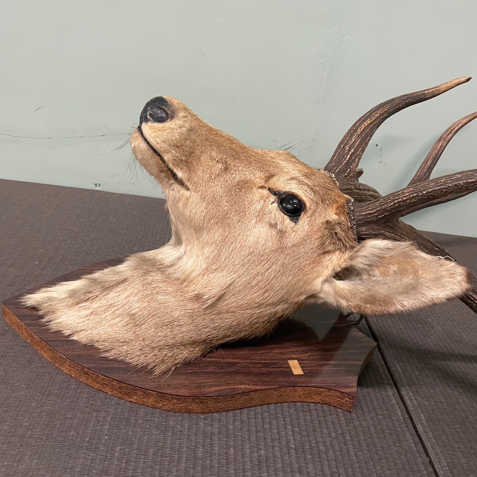 Fuji. 様専用AF51 鹿 しか ブロンズ ヘラジカ 壁掛けハンティング T