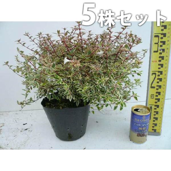 尾形乾山写 京焼名工 馬場京泉 色絵金彩 高台皿 8客