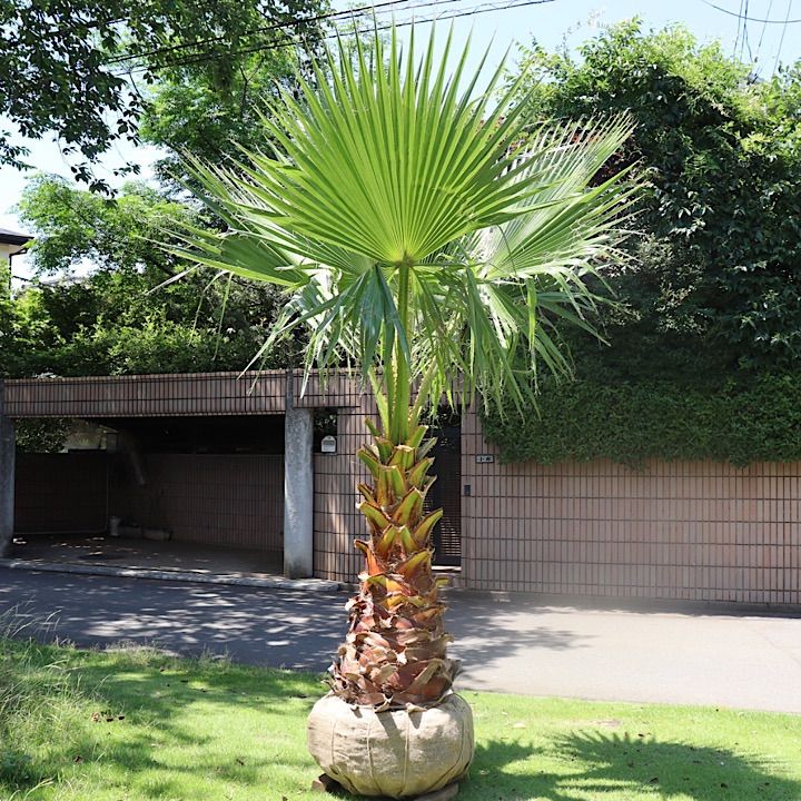 極太幹】ワシントンヤシ No.12 - メルカリ