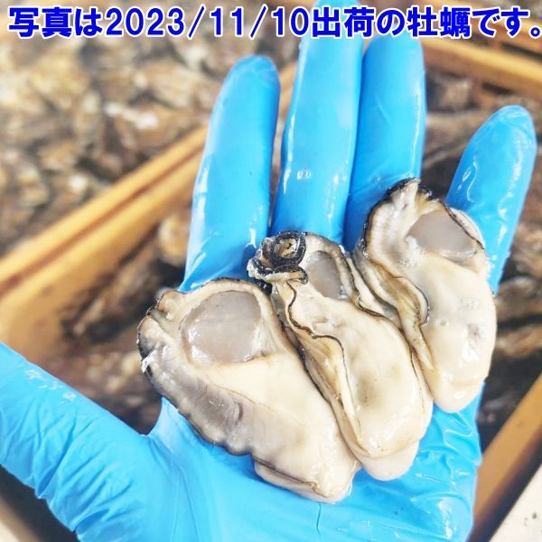 「生食用牡蠣剥き身 ２本で１kg」宮城県産 牡蛎むき身 松島牡蠣屋 カキ生食用牡蠣 牡蠣生食用 カキ 牡蛎 BBQ  kaki 松島牡蠣屋 漁師直送 かき バーベキュー海産物 海鮮 貝類