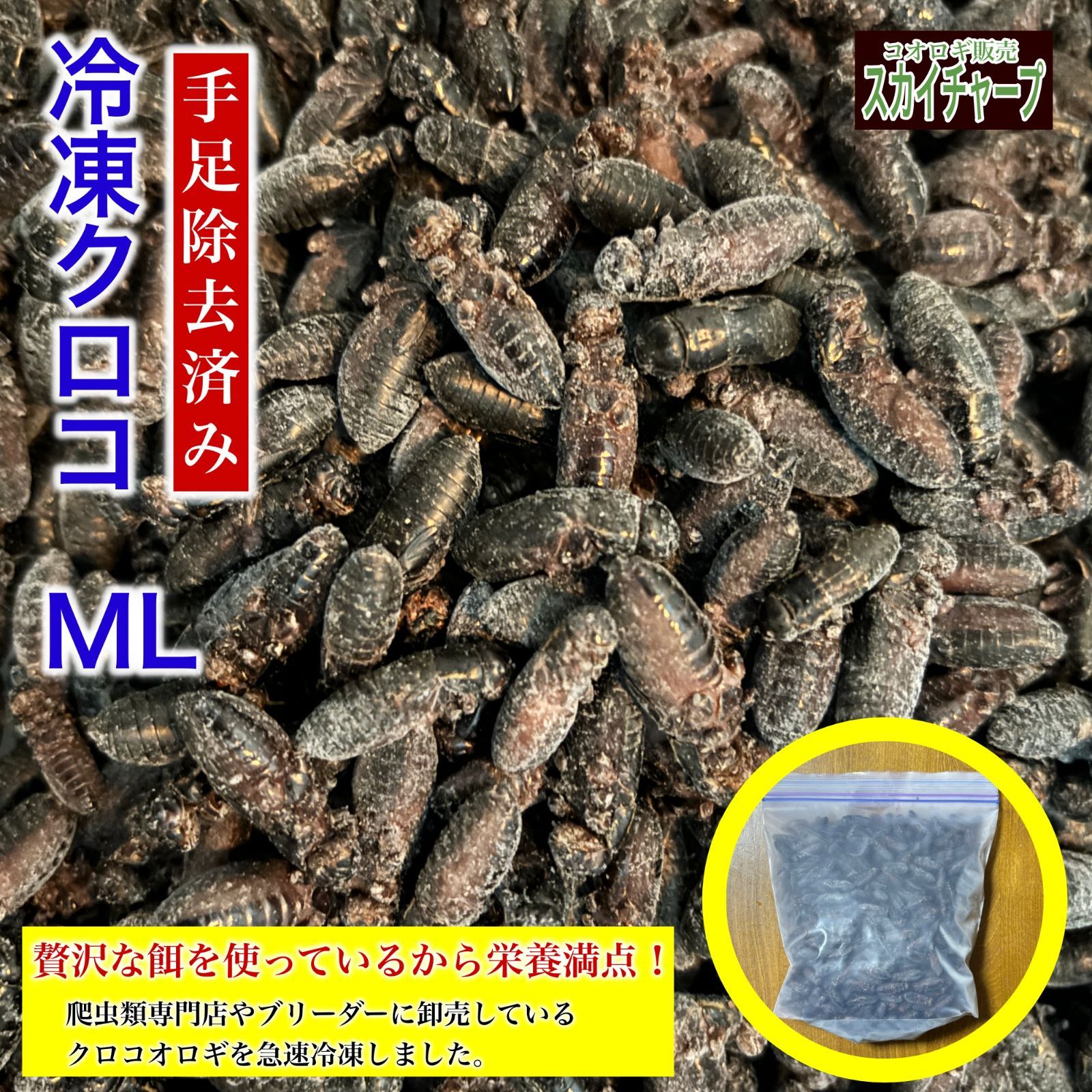 クロコオロギ