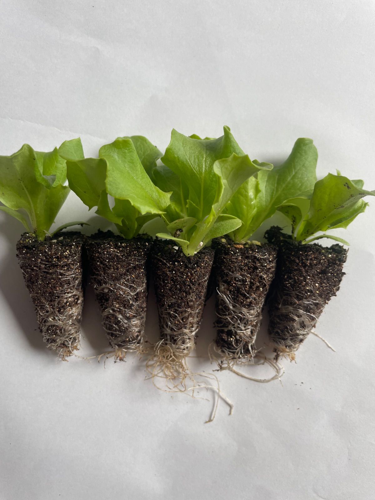グリーンジャケット200株 リーフレタス 5月発送 苗 野菜