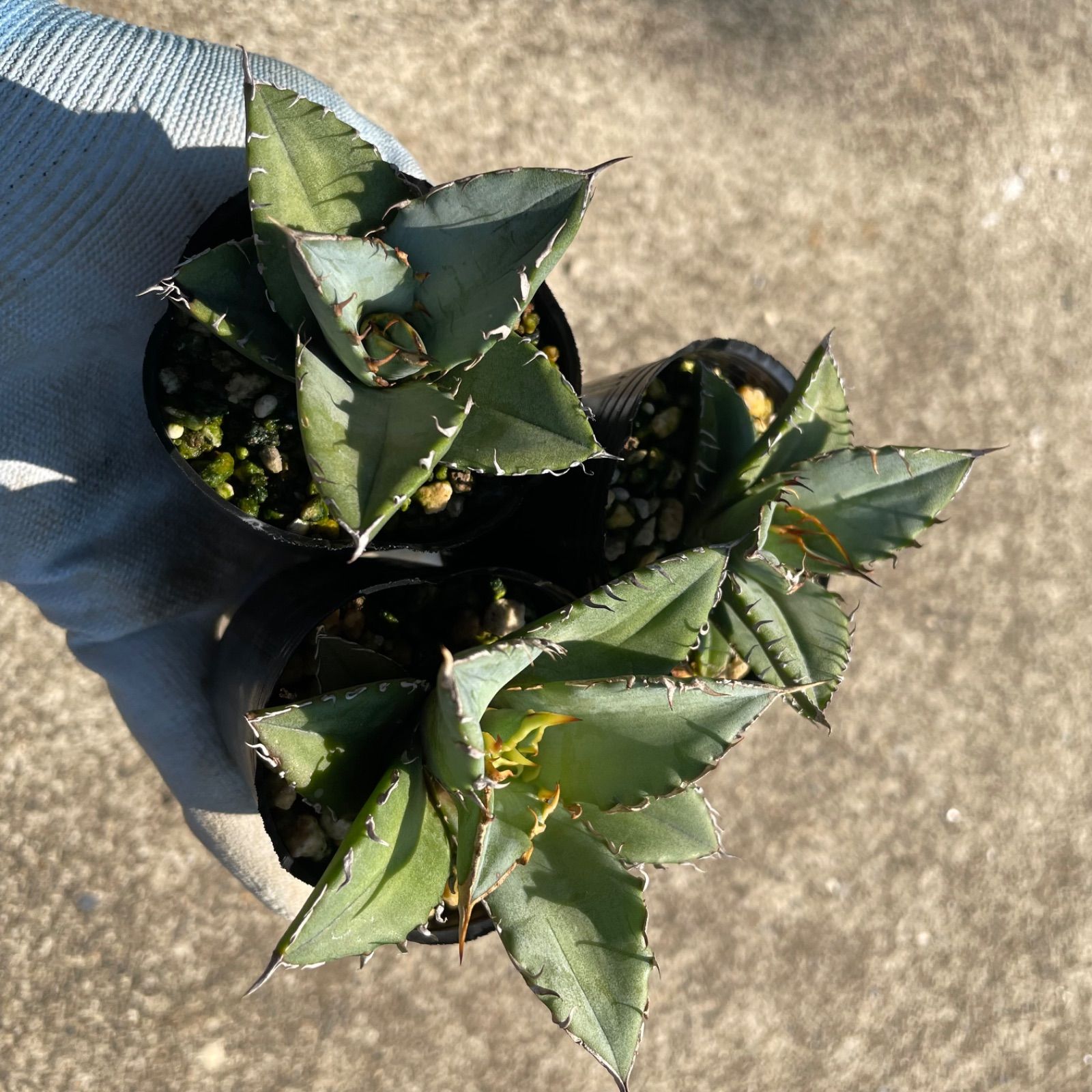 豊富な，大得価】 62030【kanae】Gamestone選抜 アガベ 【実生オテロイ