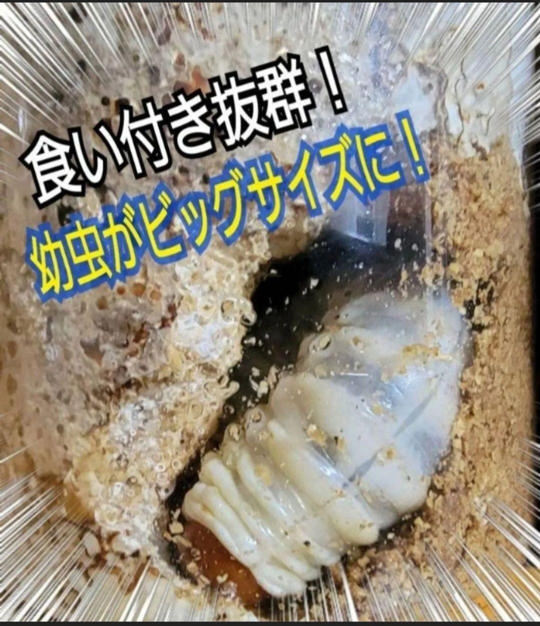 ノコギリ ニジイロにも抜群です