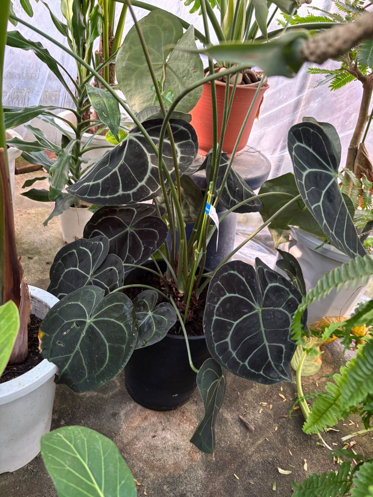 マーブル調 大理石調 キャビネット 6収納 薄型 大理石マーブル