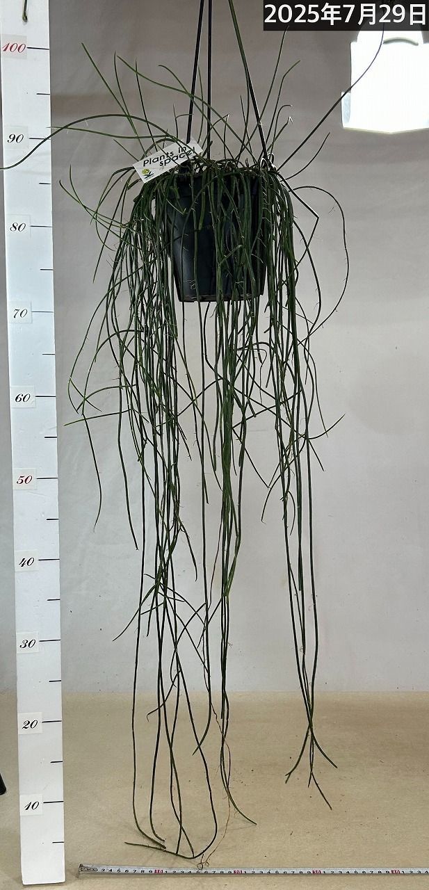 リプサリス ハイデルベルグ 吊り鉢 リプサリス ハイデルベルグ 5号吊り鉢の通販 | GreenSnap STORE