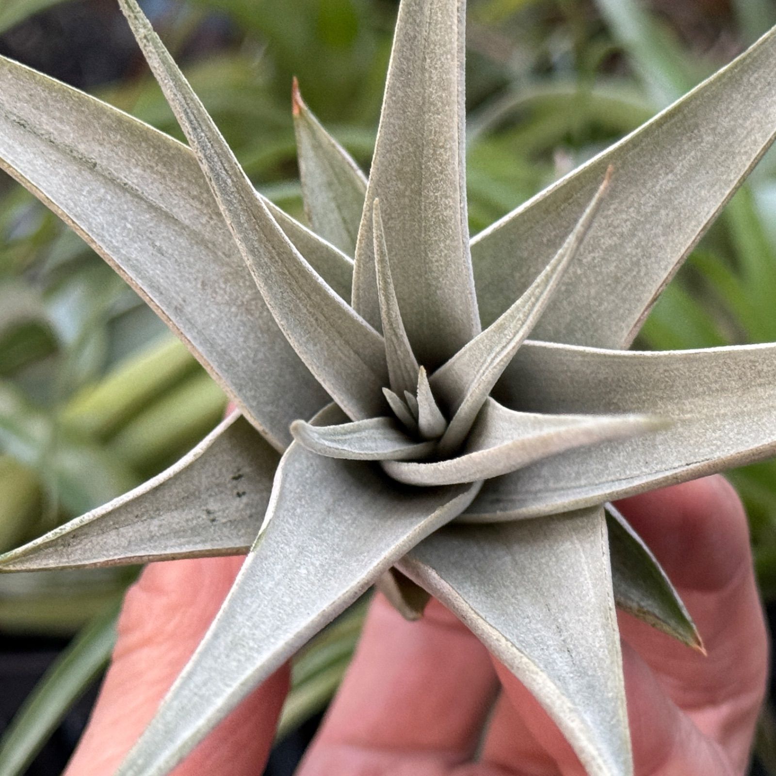 かき子株＊チランジア キセログラフィカ Tillandsia