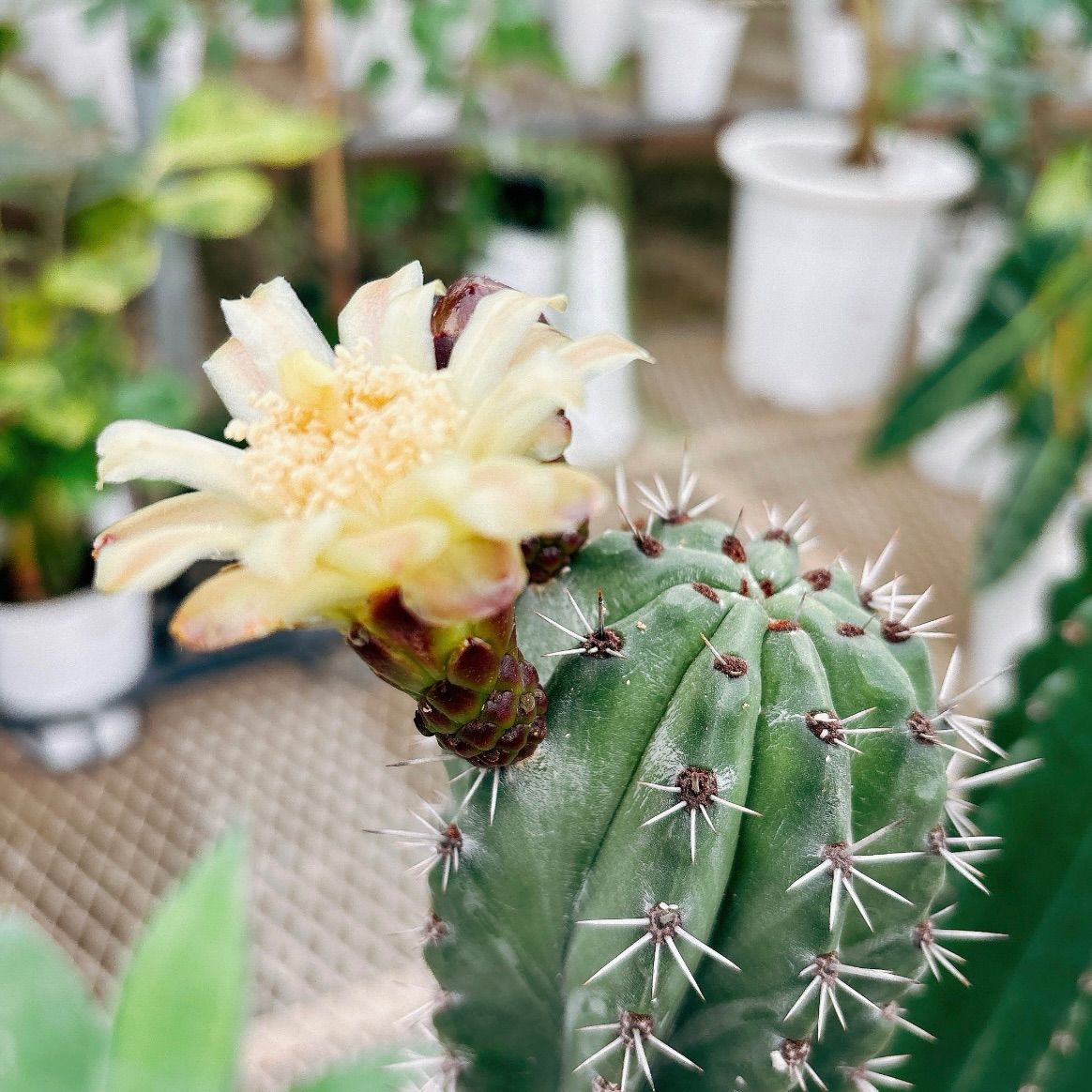 現品］ポラスキア 雷神閣 柱サボテン 6号 観葉植物 室内 かっこいい