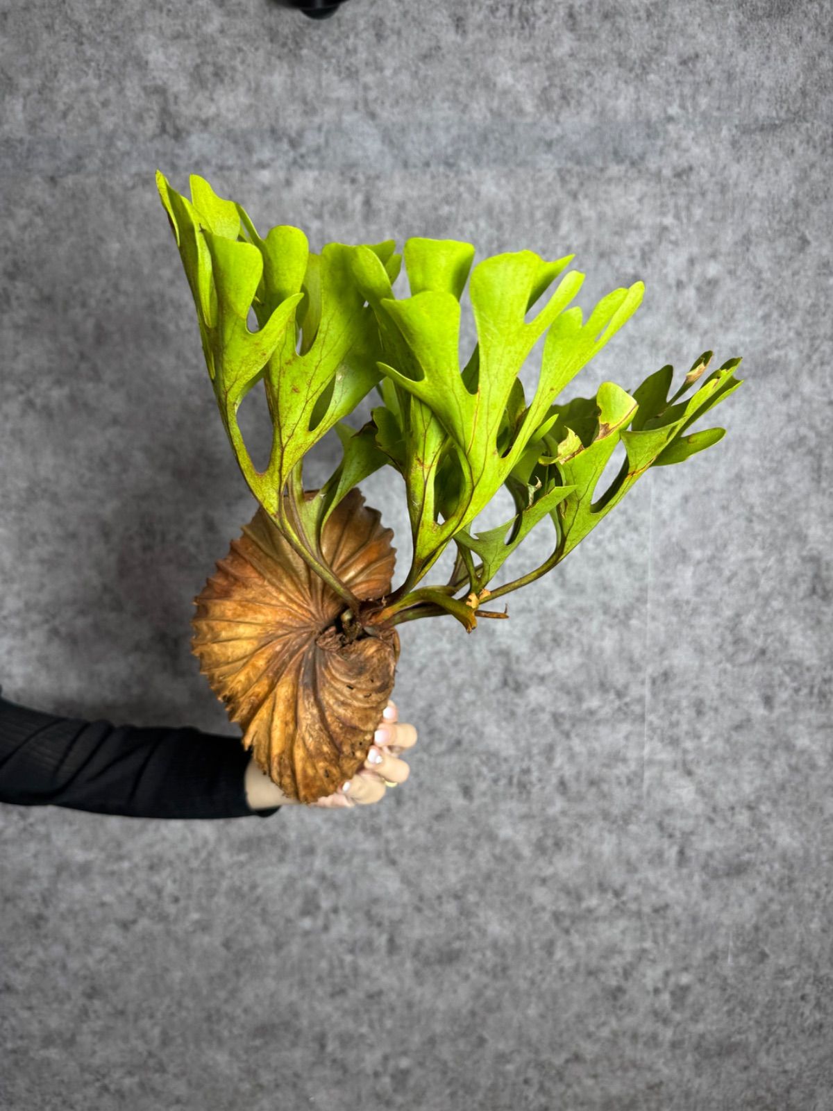 P. ridleyi wild from Borneo（Malaysia）大株 Mサイズ】49 ▽P.ridleyi Wild from Central Borneo ▽ リドレー