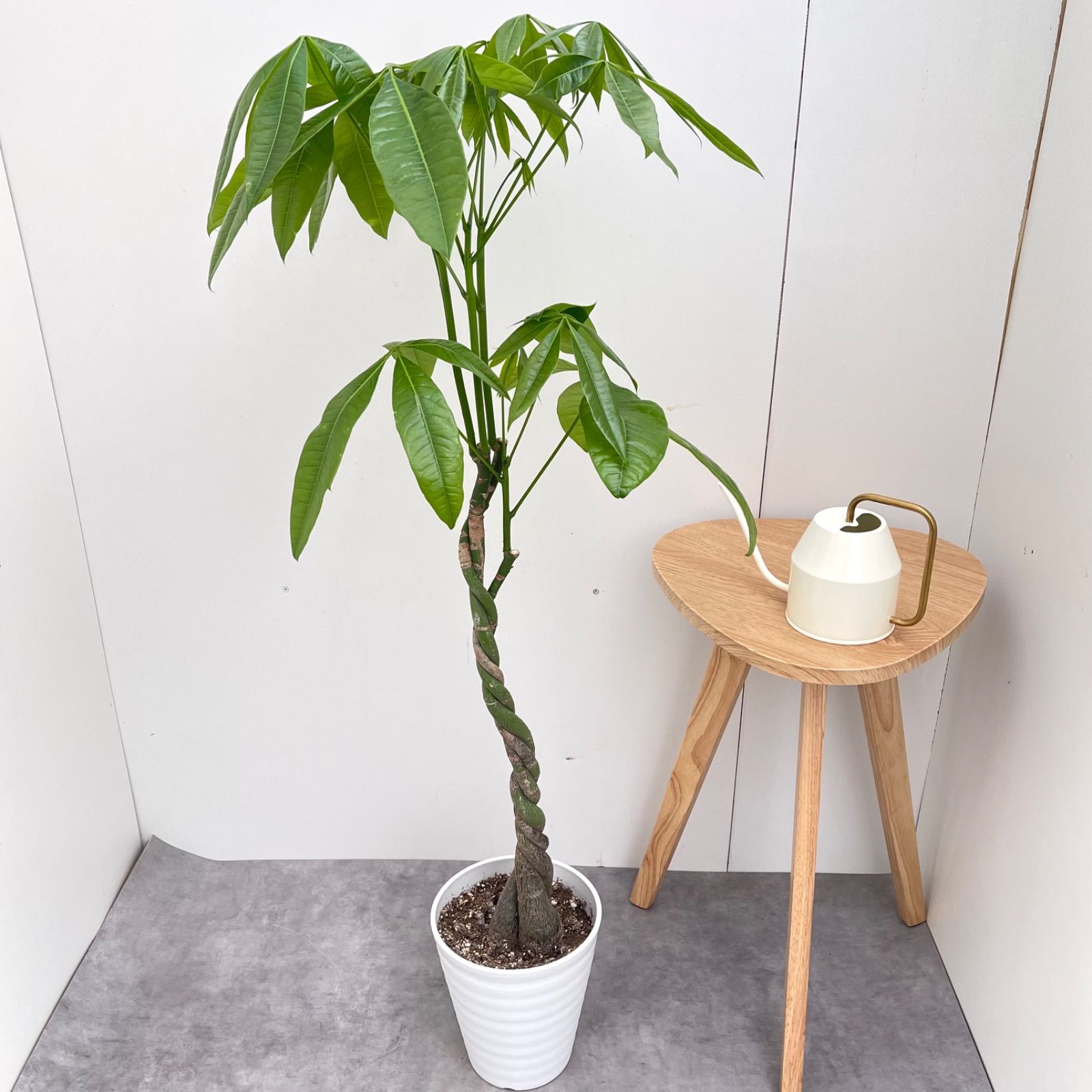 パキラ ねじり 8 現品 観葉植物 室内 大型