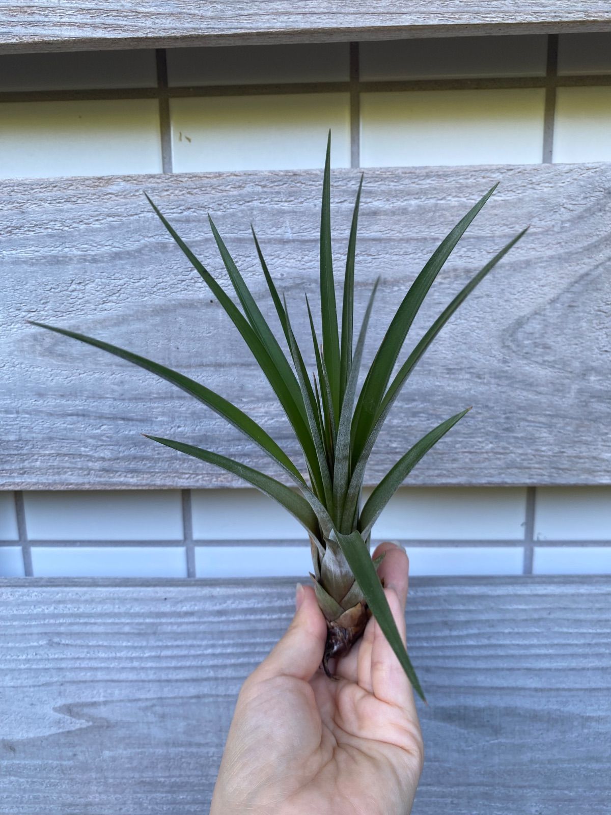 送料無料も! Tillandsia magnispica