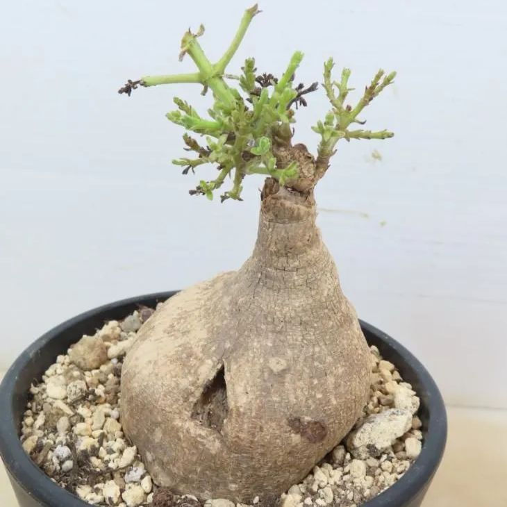 6241 「塊根植物」ラフィオナクメ プロクンベンス 植え【発根未確認・削れあり・raphionacme procumbens・多肉植物】 - メルカリ