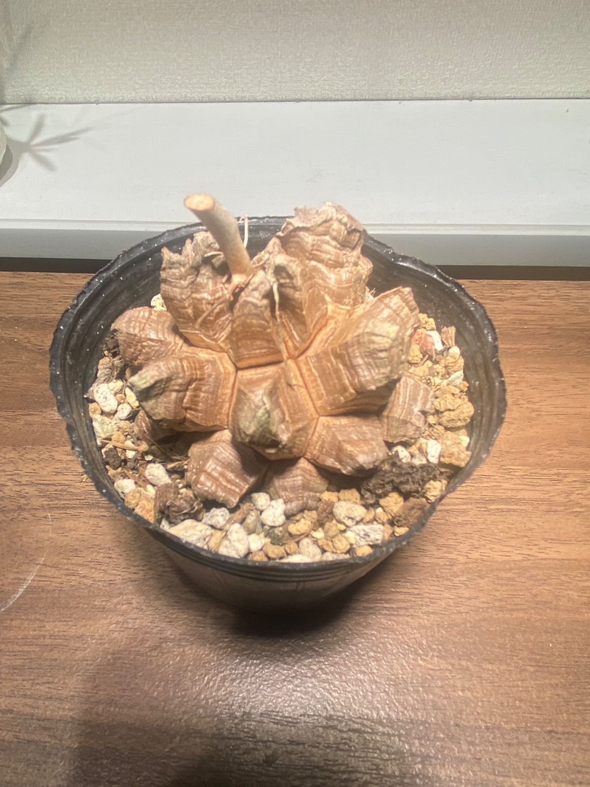 発根済長谷川亀甲竜5寸サイズ特A キーホルダー付き