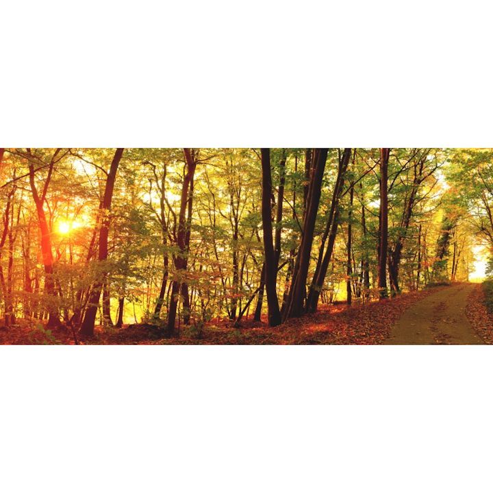 絵画風 壁紙ポスター (はがせるシール式) 緑黄紅の森林浴 紅葉と秋の陽射し 黄葉 もみじ 秋の景色 癒し パノラマ キャラクロ KYO-105P1 (パノラマ版 1440mm×576mm) ＜日本製＞ ウォールステッカー 