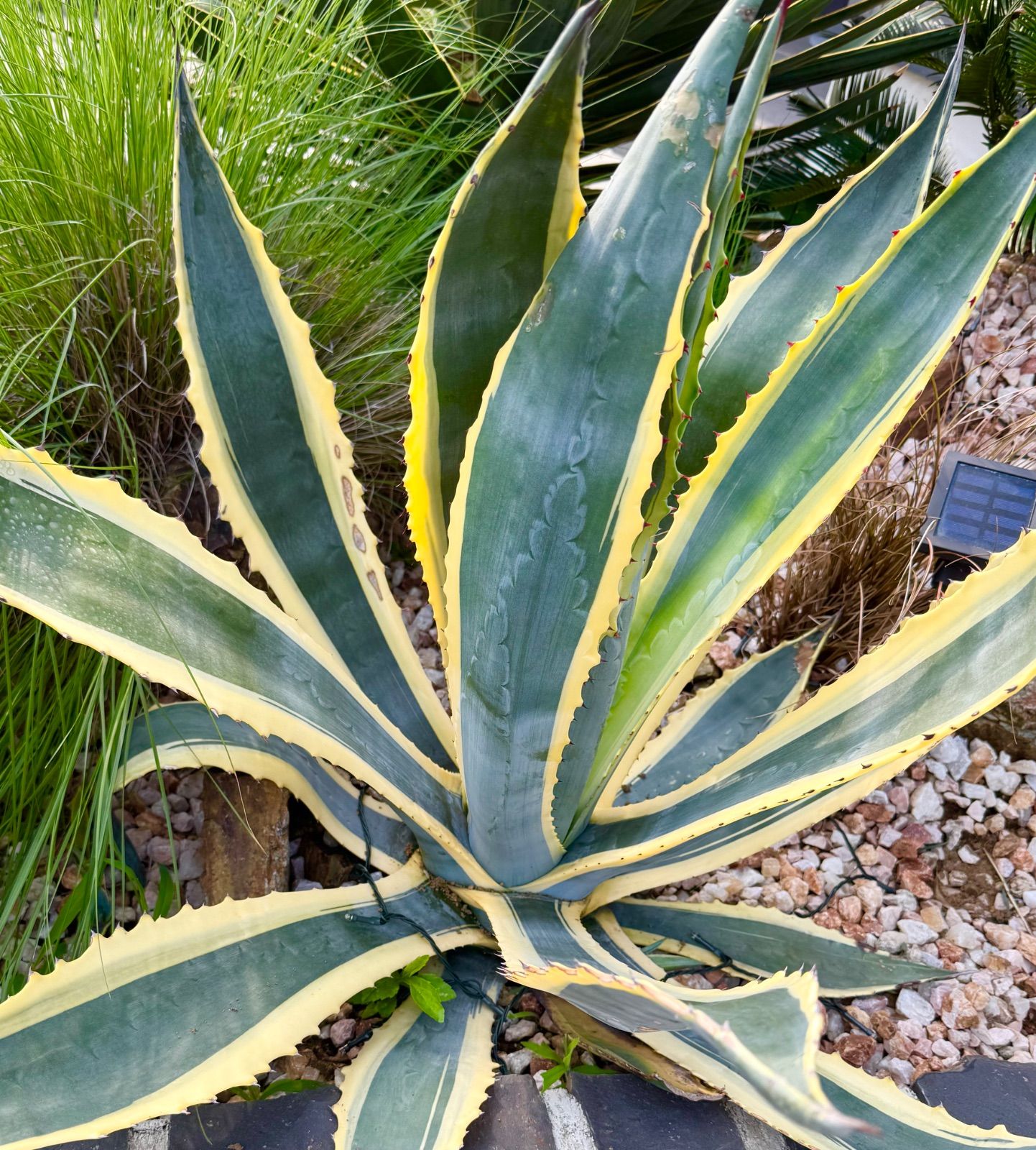 大株】アガベ マシュマロクリーム アメリカーナ 子株【B】 | アガベ 大株】アガベ マシュマロクリーム アメリカーナ 子株【B】 | アガベ