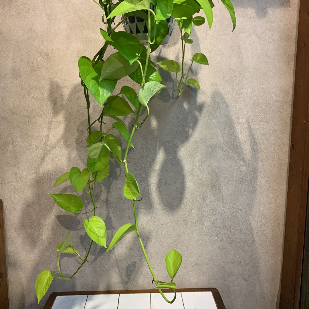 SALE❗️超ロング❤️ ポトス ライム 吊り 5号鉢 - メルカリ 