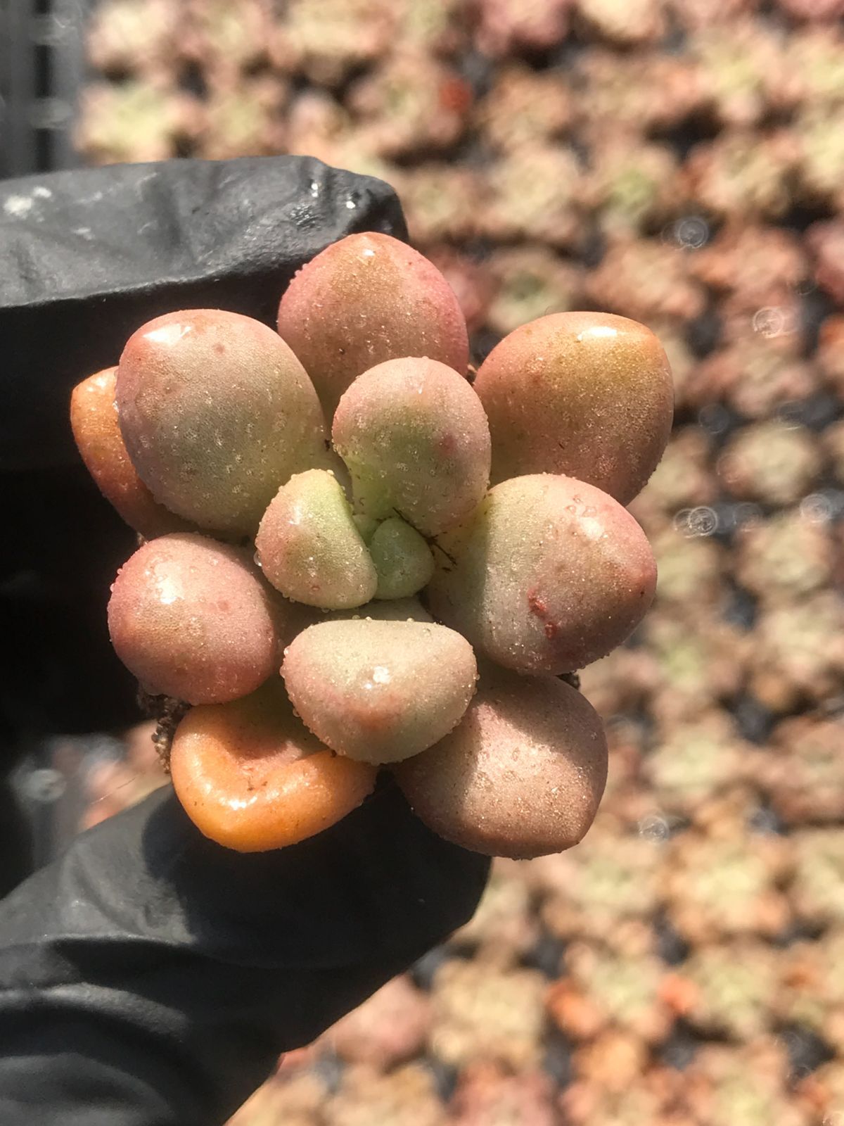 No.380 ❁月下美人❁ 抜き苗 多肉植物 寄せ植え