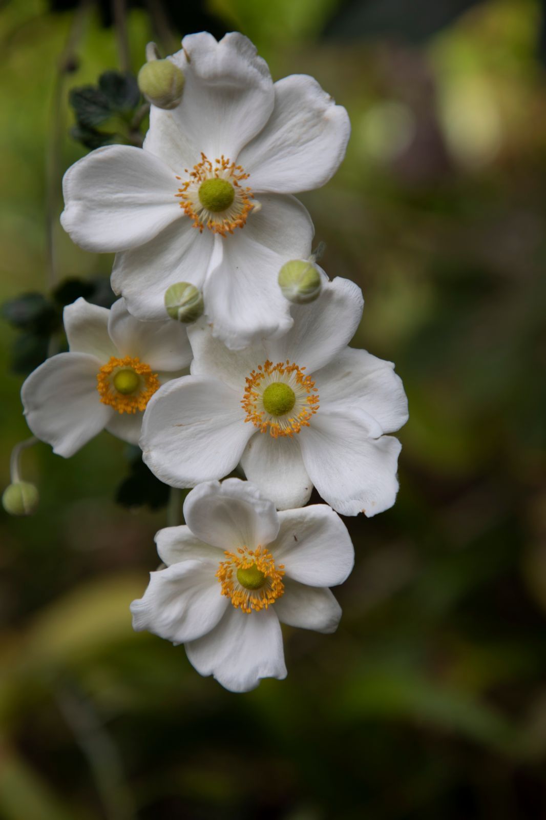【A4サイズ額付】井上治OsamuInoue『Japanese Anemones A3ノビサイズ】井上治osamuinoue『Japanese Anemones - メルカリ