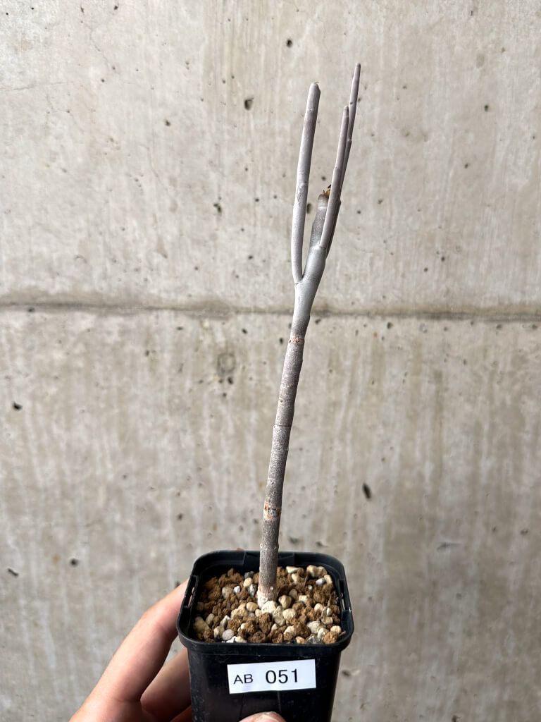 アウトレット 未使用♦️ナチュラルロココ仕様 コレクションケース