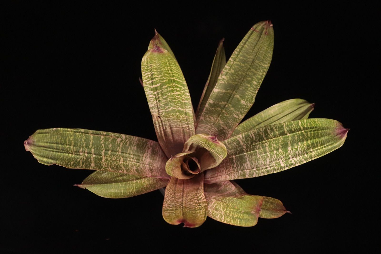 【送料無料】Vriesea 'Swagger'〔フリーセア〕現品発送V133 送料無料】Vriesea 'Swagger'〔フリーセア〕現品発送V133