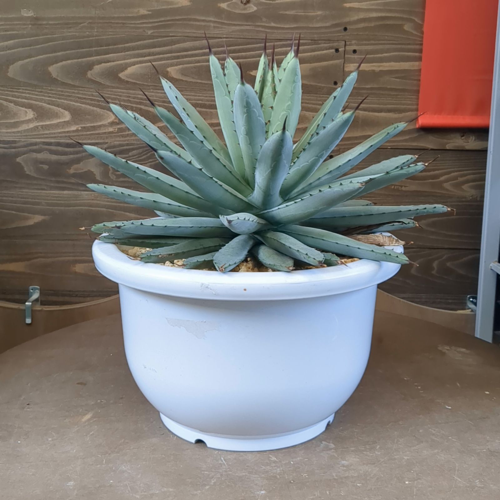 アガベ マクロアカンサ 大株 マクロアカンサ 大株 幅70cm 種子] アガベ