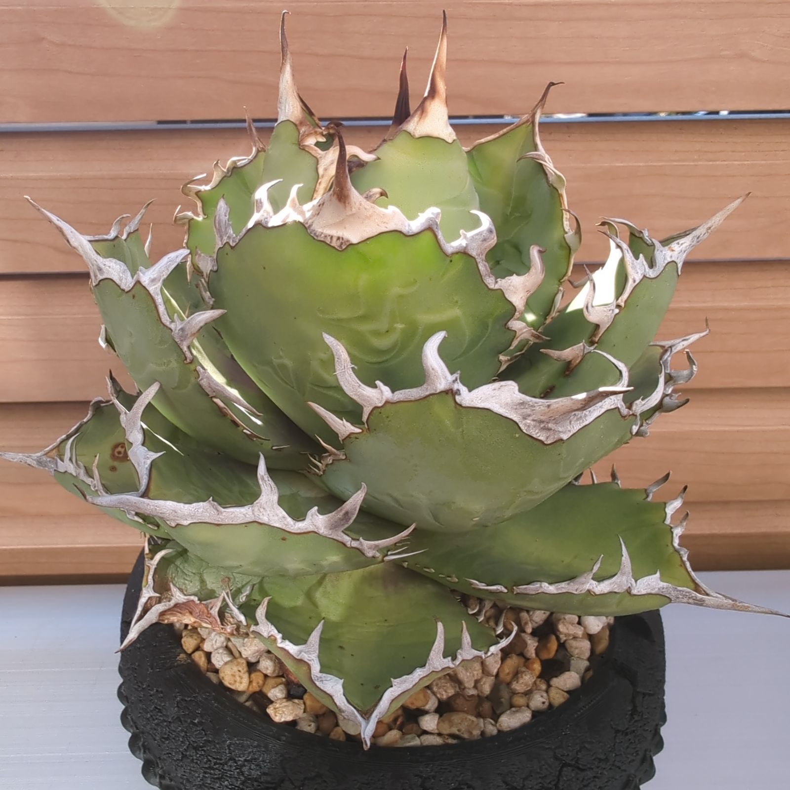 台湾産白鯨大株 抜き苗 【公式通販】