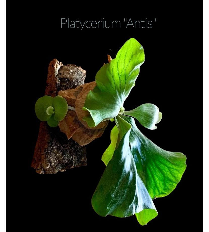 P.Antis (P.andinum x P.elephantotis)② @bikamori.com