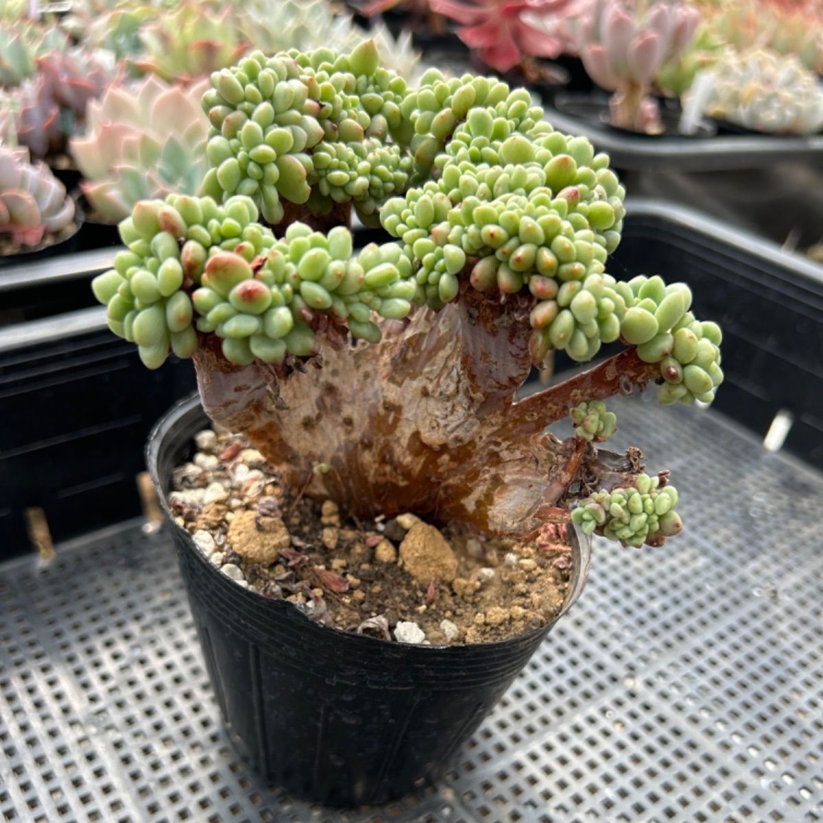 ロココ MY6×18鉢 抜き苗 多肉植物 エケベリア サボテン 韓国苗 新入荷