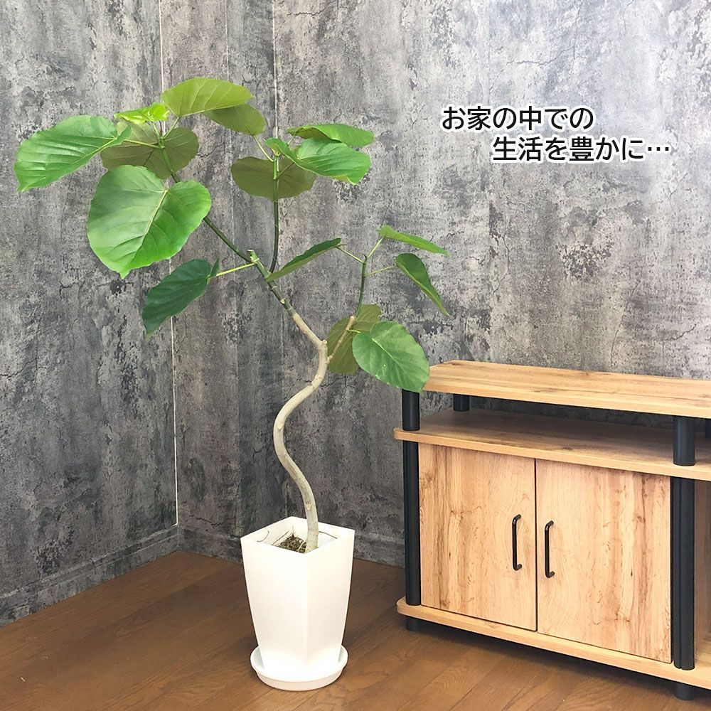 観葉植物 大型 ウンベラータ フィカス 7号 【現品】 選べる樹形 白