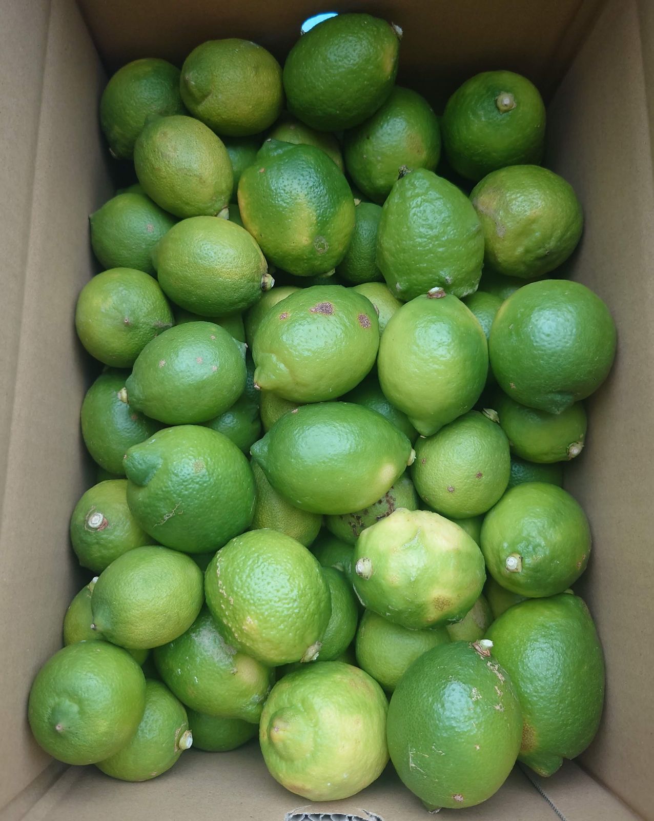 クール便】無農薬レモン 加工用10kg ※北海道、東北、沖縄への発送