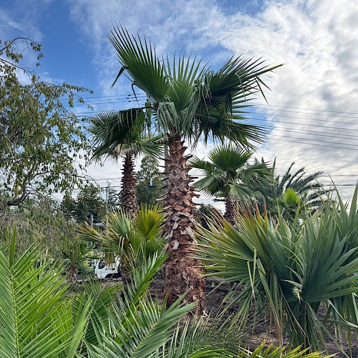 幹太】4.3m ワシントンヤシ - メルカリ