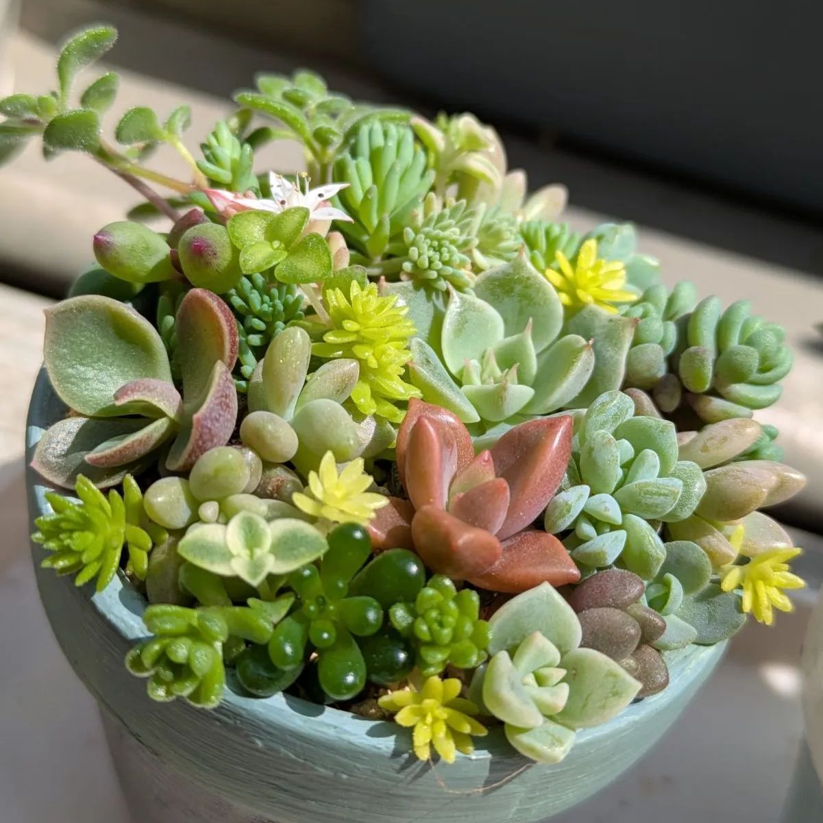 多肉植物 カット苗 寄せ植えセット ミニ 2つセット ⑤ - メルカリ