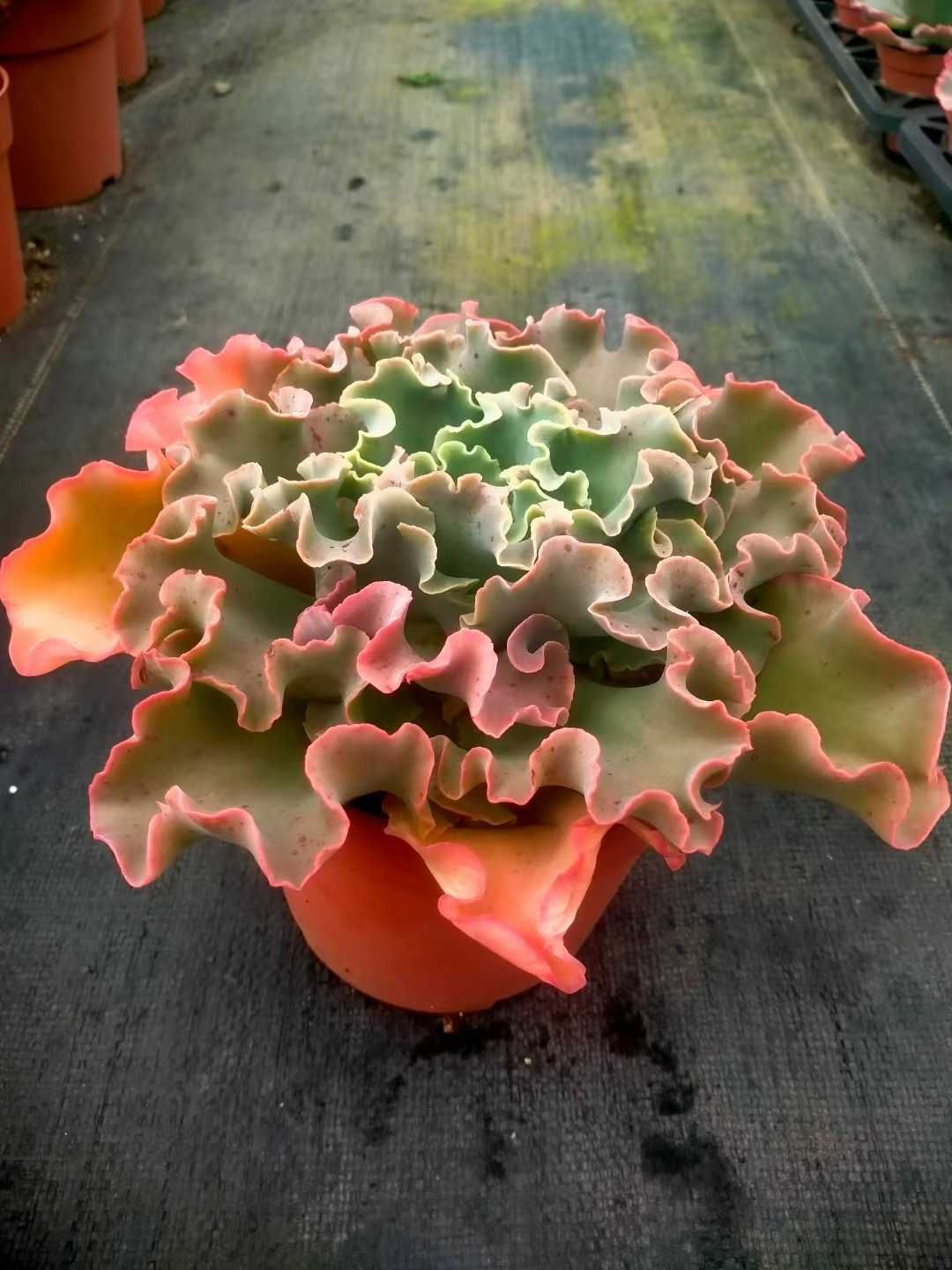 新発売 8株セット ディックライト 抜き苗 多肉植物 佐川急便発送