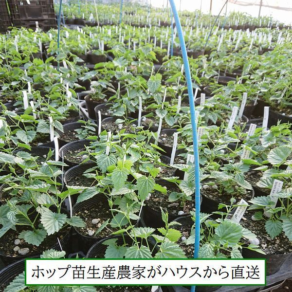 等